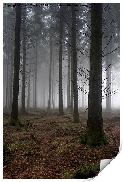  Misty Spruce Woods Print by David Tinsley