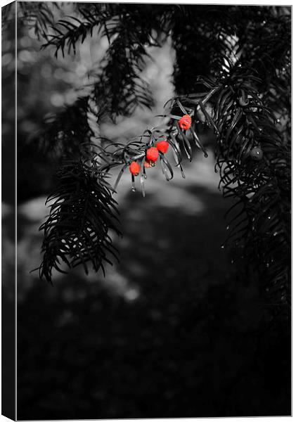 Red berries in black and white Canvas Print by Jonathan Evans