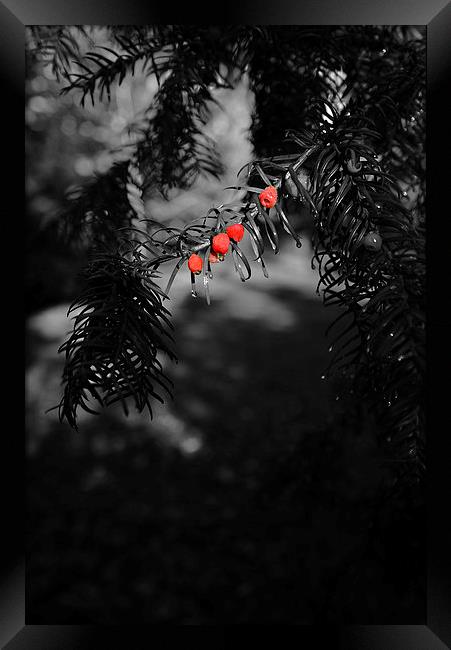 Red berries in black and white Framed Print by Jonathan Evans