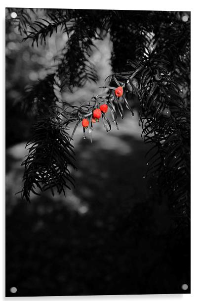 Red berries in black and white Acrylic by Jonathan Evans
