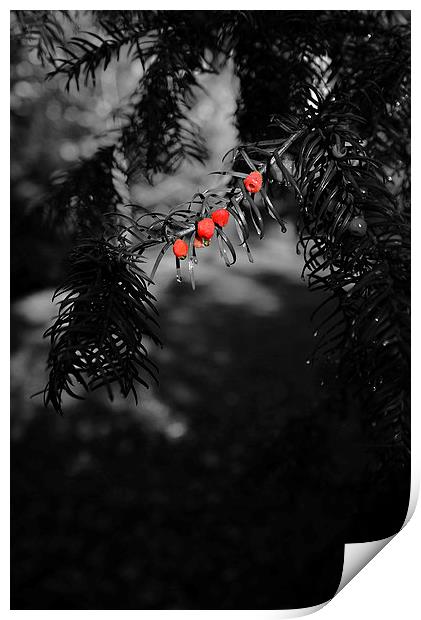 Red berries in black and white Print by Jonathan Evans