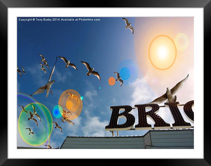  Seagull lens flare Framed Mounted Print by Terry Busby