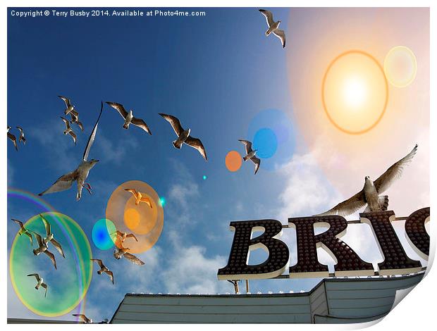  Seagull lens flare Print by Terry Busby