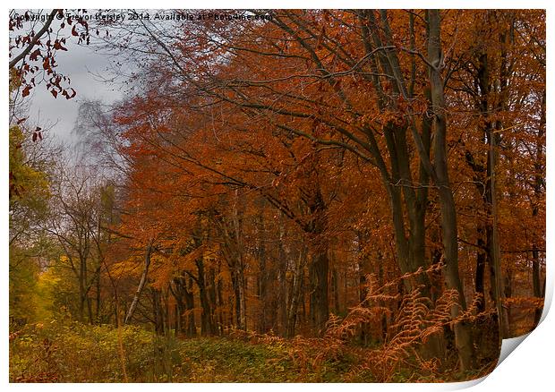 Autumn in the Woods Print by Trevor Kersley RIP