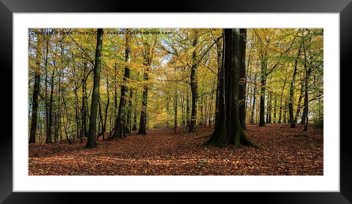 Beech Wood Panorama  Framed Mounted Print by David Tinsley