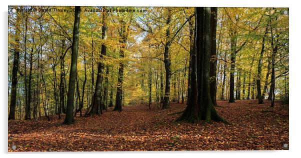 Beech Wood Panorama  Acrylic by David Tinsley