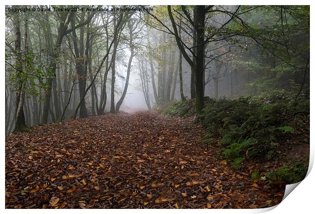  Misty Autumn Morning Print by David Tinsley