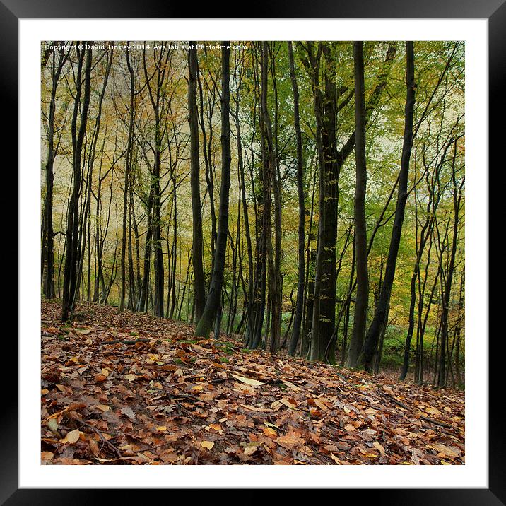  Autumn Textures Framed Mounted Print by David Tinsley