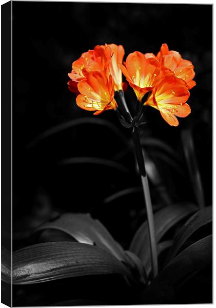 Orange flower with Petal details in relief Canvas Print by Jonathan Evans