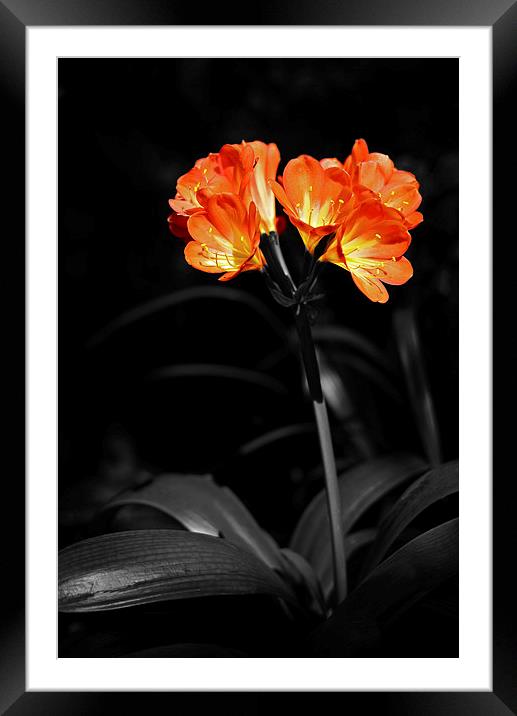 Orange flower with Petal details in relief Framed Mounted Print by Jonathan Evans
