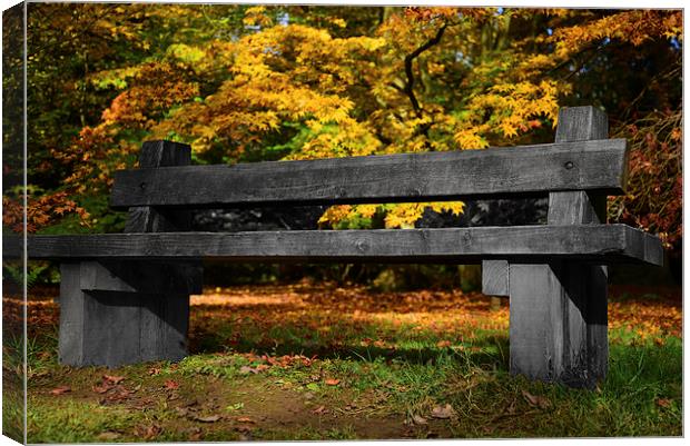 Wooden Bench amongst maple trees  Canvas Print by Jonathan Evans