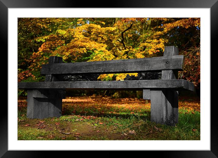 Wooden Bench amongst maple trees  Framed Mounted Print by Jonathan Evans