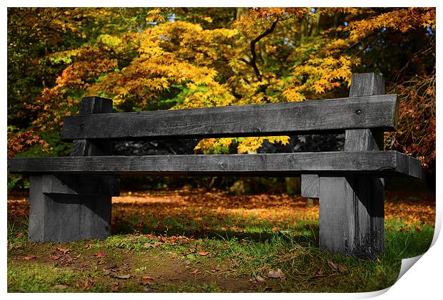 Wooden Bench amongst maple trees  Print by Jonathan Evans