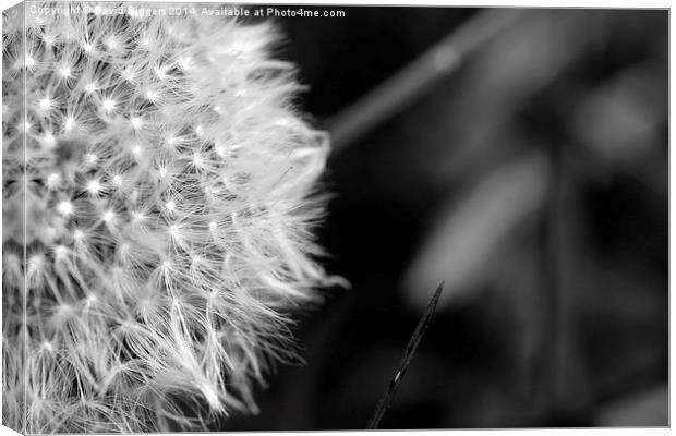 Black and White Dandelion Canvas Print by David Siggers
