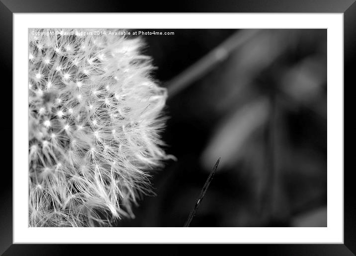  Black and White Dandelion Framed Mounted Print by David Siggers