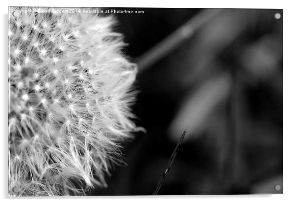  Black and White Dandelion Acrylic by David Siggers