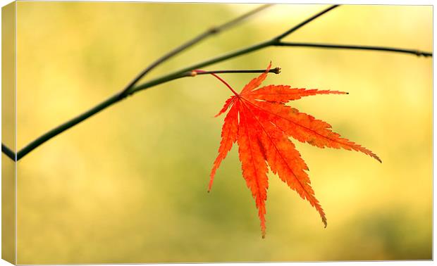  Autumn leaf Canvas Print by Inguna Plume