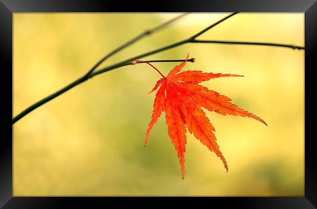  Autumn leaf Framed Print by Inguna Plume