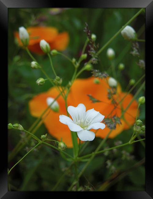 little white flowers and orange poppies  Framed Print by Heather Newton