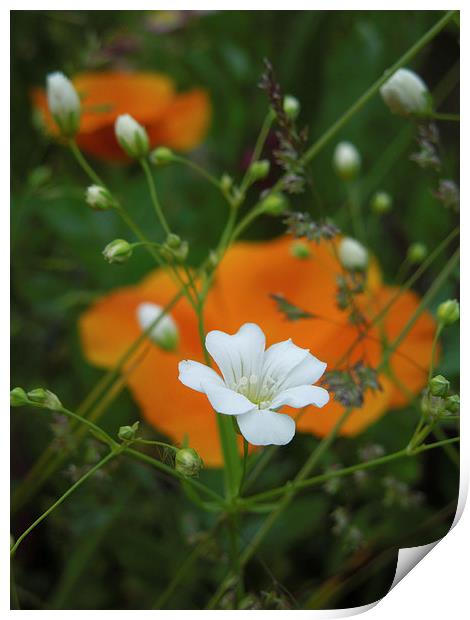 little white flowers and orange poppies  Print by Heather Newton
