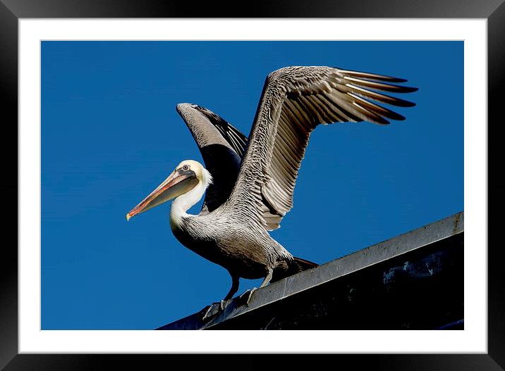  Brown Pelican Framed Mounted Print by Val Saxby LRPS