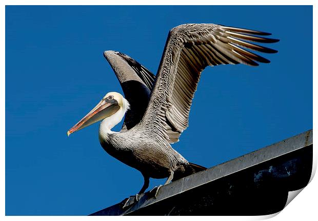  Brown Pelican Print by Val Saxby LRPS