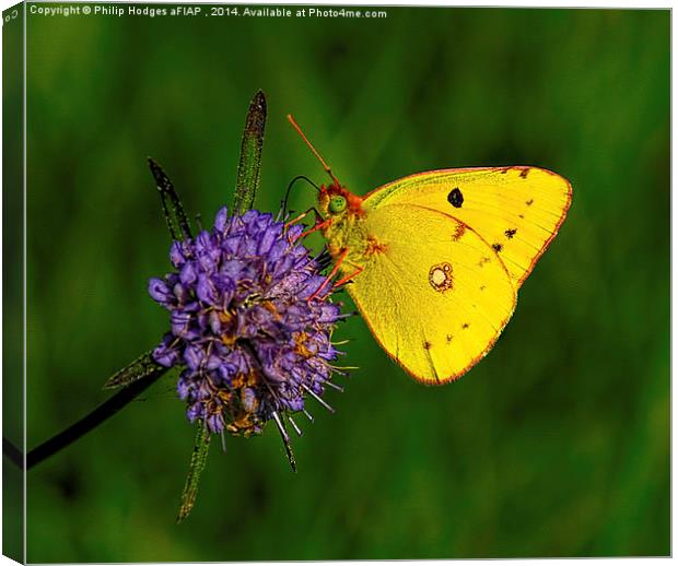  Clouded Yellow Butterfly Canvas Print by Philip Hodges aFIAP ,