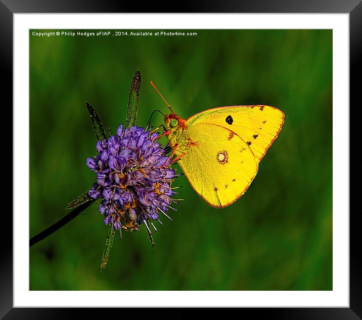  Clouded Yellow Butterfly Framed Mounted Print by Philip Hodges aFIAP ,