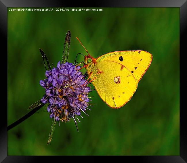  Clouded Yellow Butterfly Framed Print by Philip Hodges aFIAP ,