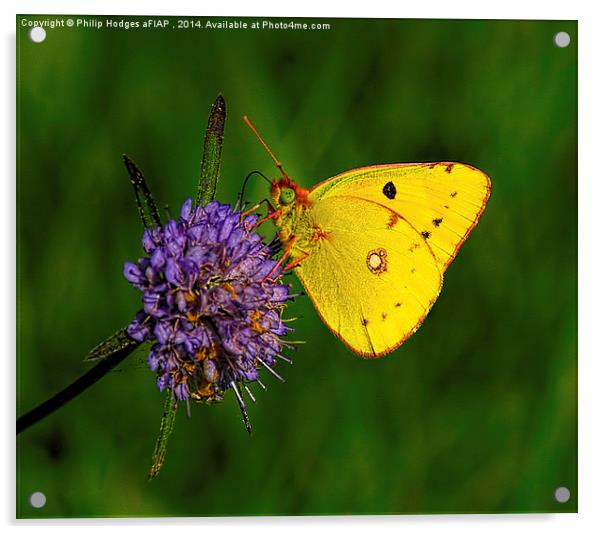 Clouded Yellow Butterfly Acrylic by Philip Hodges aFIAP ,