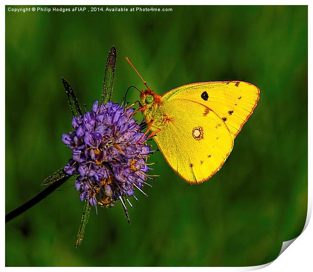 Clouded Yellow Butterfly Print by Philip Hodges aFIAP ,