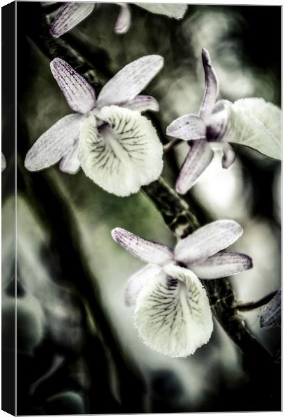  Surreal Orchid   Canvas Print by Dave Rowlands