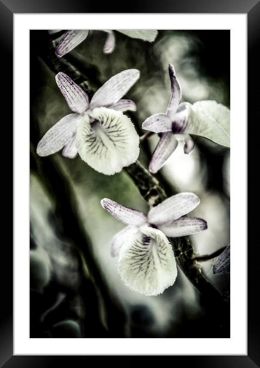  Surreal Orchid   Framed Mounted Print by Dave Rowlands
