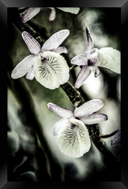  Surreal Orchid   Framed Print by Dave Rowlands