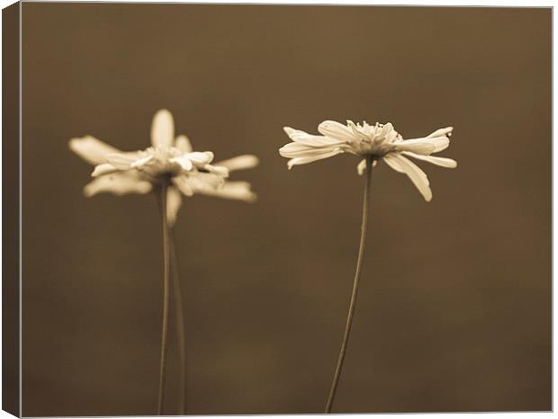  Sepia daisies Canvas Print by Graeme Wilson