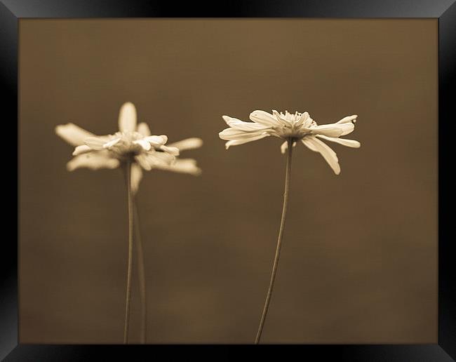  Sepia daisies Framed Print by Graeme Wilson