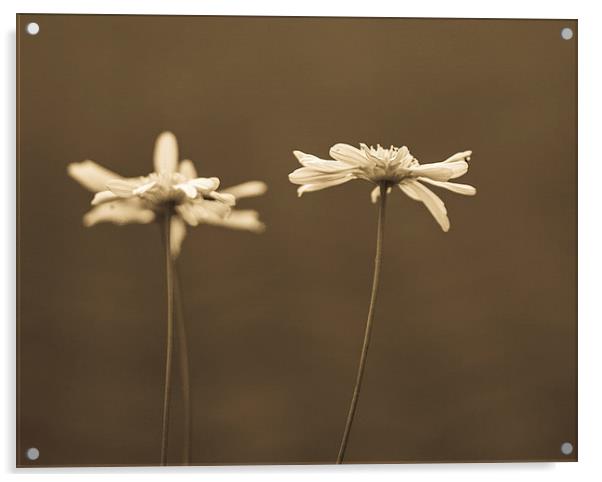  Sepia daisies Acrylic by Graeme Wilson