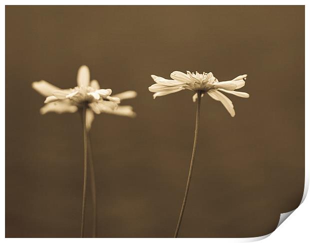  Sepia daisies Print by Graeme Wilson