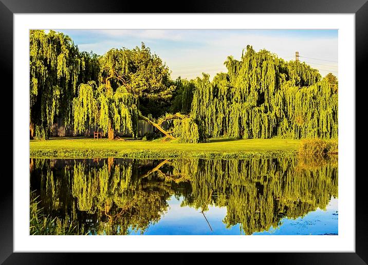  Willow reflections Framed Mounted Print by Graeme Wilson