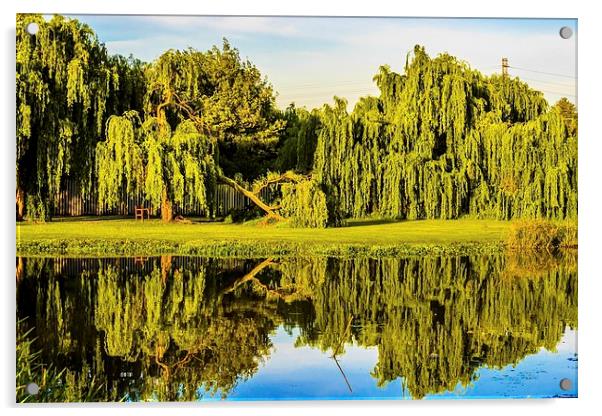  Willow reflections Acrylic by Graeme Wilson