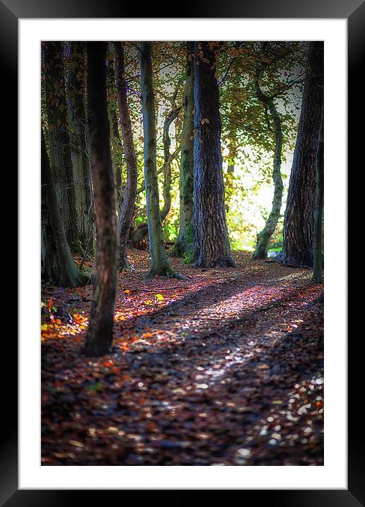  Autumn in Penllergaer woods Framed Mounted Print by Leighton Collins