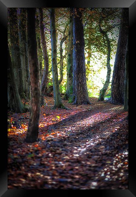  Autumn in Penllergaer woods Framed Print by Leighton Collins