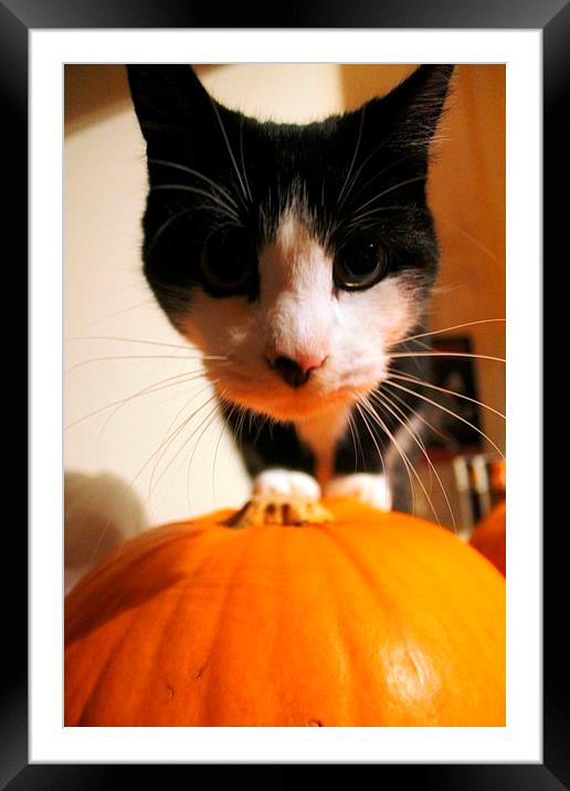  Cat and Pumpkin  Framed Mounted Print by Kayleigh Meek