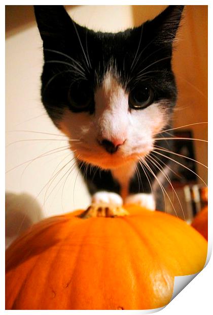 Cat and Pumpkin  Print by Kayleigh Meek