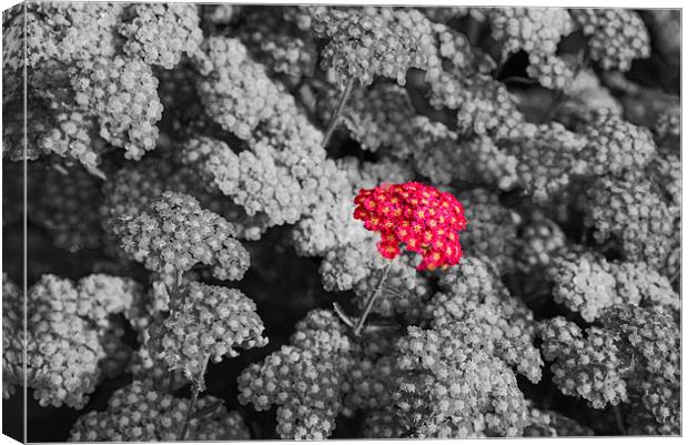 Red flower in black and white  Canvas Print by Jonathan Evans
