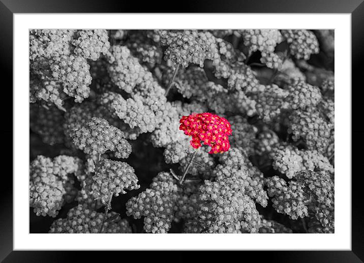 Red flower in black and white  Framed Mounted Print by Jonathan Evans