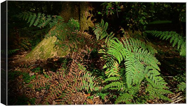Ferns Forest floor  Canvas Print by Jonathan Evans
