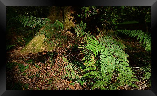 Ferns Forest floor  Framed Print by Jonathan Evans