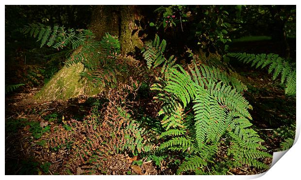 Ferns Forest floor  Print by Jonathan Evans