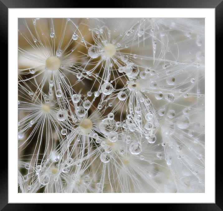 Close up seeds and water droplets Framed Mounted Print by Kayleigh Meek